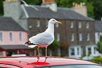Herring gull (Larus argentatus) standing on the roof of a car, Portree, Skye, Scotland, UK, June