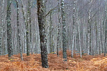 Silver birch (Betula pendula) woodland in autumn, Glen Moriston, Scotland, UK, October 2011
