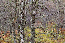 Lichen encrusted Silver birch (Betula pendula) crown in woodland, Glen Affric, Scotland, UK, October 2011