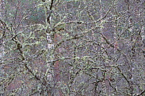 Lichen encrusted Silver birch (Betula pendula) in woodland, Glen Affric, Scotland, UK, October 2011