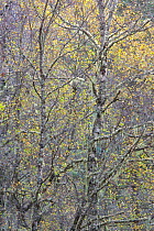 Silver birch (Betula pendula) in autumnal woodland, Glen Affric, Scotland, UK, October 2011