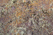 Lichen encrusted Silver birch (Betula pendula) crown in autumnal woodland, Glen Affric, Scotland, UK, October 2011