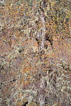 Lichen encrusted Silver birch (Betula pendula) crown in autumnal woodland, Glen Affric, Scotland, UK, October 2011