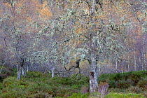Ancient Silver birch tree (Betula pendula), standing in autumnal woodland, Glen Affric, Scotland, UK, October 2011