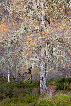 Ancient Silver birch tree (Betula pendula) standing in autumnal woodland, Glen Affric, Scotland, UK, October 2011