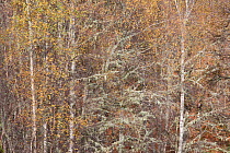 Silver birch (Betula pendula) woodland in autumn, Glen Affric, Scotland, UK, October 2011