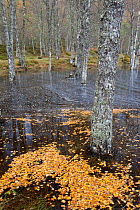 Flooded Silver birch (Betula pendula) woodland, with trunks standing in water, Glen Affric, Scotland, UK, October 2011