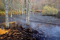 Flooded Silver birch (Betula pendula) woodland, with trunks standing in water, Glen Affric, Scotland, UK, October 2011