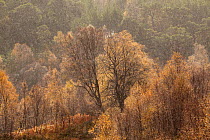 Silver birch (Betula pendula) woodland in torrential downpour in autumn, Glen Affric, Scotland, UK, October 2011