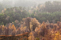Silver birch (Betula pendula) woodland in torrential downpour in autumn, with Scots pine (Pinus sylvestris) in background, Glen Affric, Scotland, UK, October 2011
