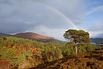 Rainbow over forest of Scots pine (Pinus sylvestris) trees, Glen Affric, Scotland, UK, October 2011. 2020VISION Exhibition. 2020VISION Book Plate.