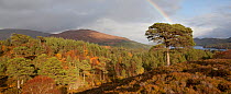 Panoramic view of a rainbow over forest of Scots pine (Pinus sylvestris) trees, Glen Affric, Scotland, UK, October 2011