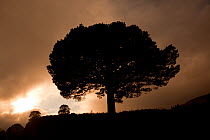 Scots pine (Pinus sylvestris), silhouetted against a moody sky, Glen Affric, Scotland, UK, October 2011