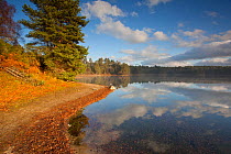 Clouds and shoreline trees reflected in Loch Vaa, Cairngorms NP, Scotland, UK, November 2011