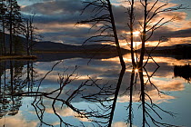 RF- Dead Scots pine (Pinus sylvestris) reflected in Loch Mallachie at sunset. Cairngorms National Park, Scotland, UK. November 2011. (This image may be licensed either as rights managed or royalty fre...