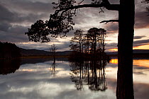RF- Sunset over Loch Mallachie, with Scots pine (Pinus sylvestris) silhouetted in foreground, Cairngorms National Park, Scotland, UK, November 2011. (This image may be licensed either as rights manage...