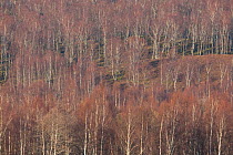 Silver birch (Betula pendula) woodland in winter, Glenfeshie, Cairngorms NP, Scotland, UK, November 2011
