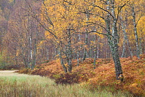 Silver birch (Betula pendula) woodland in autumn, Craigellachie NNR, Scotland, UK, October 2011