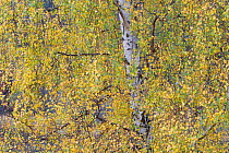 Silver birch (Betula pendula) tree in autumn, Craigellachie NNR, Scotland, UK, October 2011