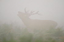 Red deer (Cervus elaphus) stag bellowing in mist, rutting season, Bushy Park, London, UK, October