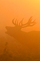 Red deer (Cervus elaphus) stag bellowing in mist at sunrise, rutting season, Bushy Park, London, UK, October (This image may be licensed either as rights managed or royalty free.)