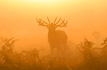 Red deer (Cervus elaphus) stag bellowing in mist at sunrise, rutting season, Bushy Park, London, UK, October (This image may be licensed either as rights managed or royalty free.)