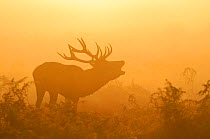 Red deer (Cervus elaphus) stag bellowing in mist at sunrise, rutting season, Bushy Park, London, UK, October. 2020VISION Exhibition. 2020VISION Book Plate.