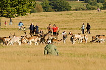 People watching herd of Fallow deer (Dama dama) including a pair mating, rutting season, Richmond Park, London, UK, October