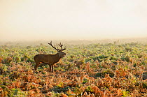 Red deer (Cervus elaphus) stag bellowing, rutting season, Bushy Park, London, UK, October
