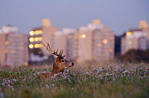 Red deer (Cervus elaphus) buck lying amongst thistles, lights of Roehampton Flats in background, Richmond Park, London, UK, October
