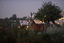 Red deer (Cervus elaphus) at dusk, lights of Roehampton Flats in background, Richmond Park, London, UK, October