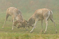 Two Fallow deer (Dama dama) bucks fighting during the rutting seasonting season, Richmond Park, London, UK, October