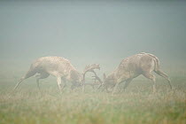 Two Fallow deer (Dama dama) bucks fighting during the rutting season, Richmond Park, London, UK, October