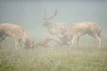 Two Fallow deer (Dama dama) bucks fighting, another standing nearby, rutting season, Richmond Park, London, UK, October