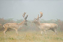 Two Fallow deer (Dama dama) bucks during fight, rutting season, Richmond Park, London, UK, October