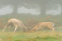 Two Fallow deer (Dama dama) bucks fighting during the rutting season, Richmond Park, London, UK, October