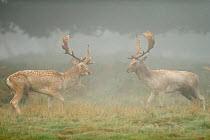 Two Fallow deer (Dama dama) bucks during fight, rutting season, Richmond Park, London, UK, October (This image may be licensed either as rights managed or royalty free.)