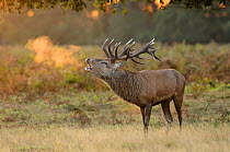 Red deer (Cervus elaphus) stag bellowing, rutting season, Bushy Park, London, UK, October