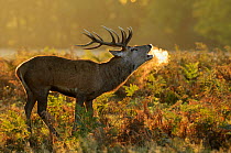 Red deer (Cervus elaphus) stag bellowing with breath visible in cold, rutting season, Bushy Park, London, UK, October