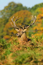 Red deer (Cervus elaphus) stag portrait, Richmond Park, London, UK, October