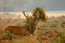 Red deer (Cervus elaphus) stag thrashing bracken, rutting season, Bushy Park, London, UK, October. 2020VISION Book Plate.