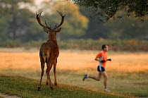 Rear view of Red deer (Cervus elaphus) stag with a man running past, Bushy Park, London, UK, October. 2020VISION Book Plate. Did you know? Henry VIII established this park in 1529 as deer-hunting grou...