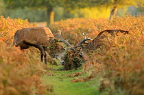 Two Red deer (Cervus elaphus) stags fighting which antlers covered in vegetation, rutting season, Bushy Park, London, UK, October