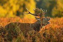 Red deer (Cervus elaphus) stag bellowing with bracken in antlers, rutting season, Bushy Park, London, UK, October