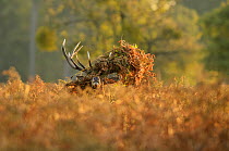 Red deer (Cervus elaphus) stag thrashing bracken, rutting season, Bushy Park, London, UK, October