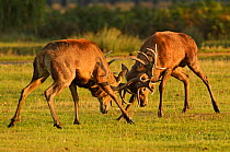 Two Red deer (Cervus elaphus) stags fighting, rutting season, Bushy Park, London, UK, October (This image may be licensed either as rights managed or royalty free.)