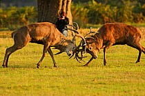 Two Red deer (Cervus elaphus) stags fighting with photographer behind them, rutting season, Bushy Park, London, UK, October