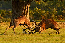 Two Red deer (Cervus elaphus) stags fighting, rutting season, Bushy Park, London, UK, October