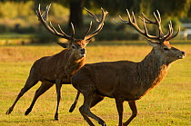 Red deer (Cervus elaphus) stag chasing another during a fight, rutting season, Bushy Park, London, UK, October