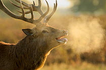Red deer (Cervus elaphus) stag with steaming breath after fight, rutting season, Bushy Park, London, UK, October. Did you know? Red deer antlers are can grow 2.5 cm a day.